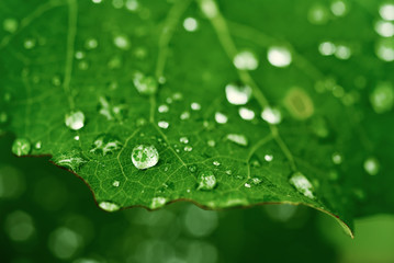 Green leaf with water drops, macro, nature background
