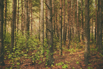 Obraz premium North scandinavian pine forest, Sweden natural travel outdoors vintage hipster background