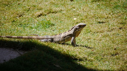 Lizard, Costa Rica