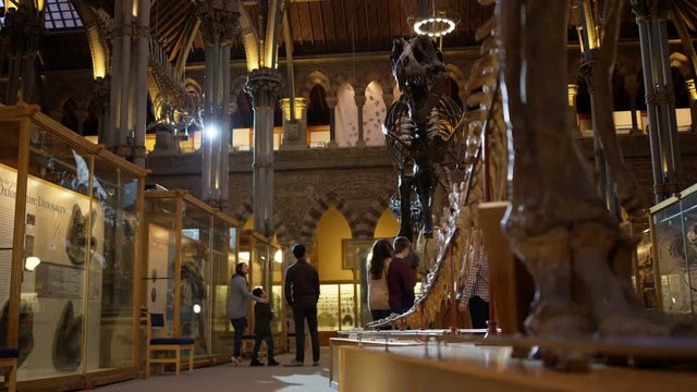 Visitors in natural history museum looking at the exhibits with amazement