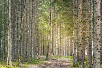 Sunlight breaking through trees and rays of ligh