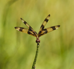 Halloween pennant dragonfly with gold and brown striped wings perching against a blurred green background