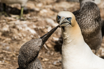 gannet 