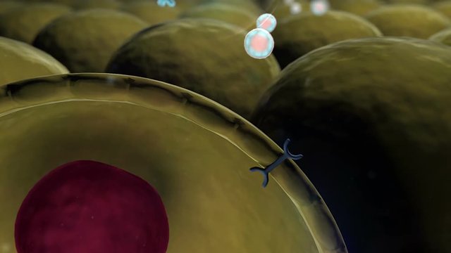 mechanism of action of insulin, glucose, Human Insulin, structure of the molecule, mitochondria inside the fat cell