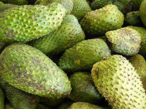 Corossol Images – Browse 116 Stock Photos, Vectors, and Video | Adobe Stock