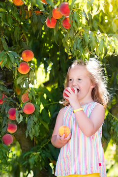 Child Picking And Eating Peach From Fruit Tree