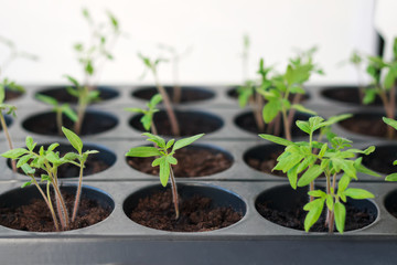 Seedlings of tomatoes in the spring. Seedlings of tomatoes grown for the garden.