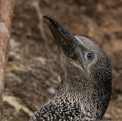 gannet baby