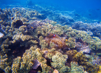 Underwater landscape with tropical fish. Clownfish and Surgeonfish between corals and sea plants.
