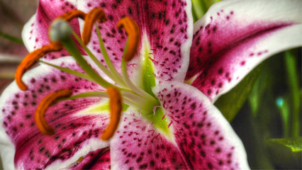 Blooming Pink Lily