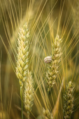 Fototapeta premium Little snail on sprouts of wheat in summer