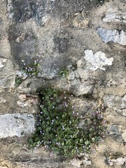 le mur fleuri