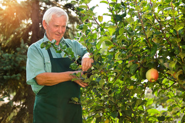Senior gardener with scissors. Elderly man working outdoors.
