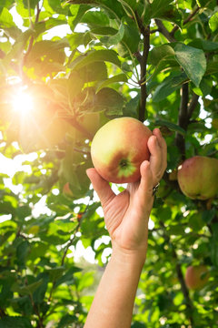 Apple And Female Hand. Fruit, Sunlight And Leaves. Reach Out To Health.