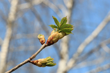 spring buds