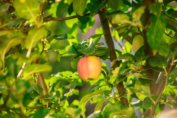 Apple on the branch. Fruit and green leaves. Tips for vegans.