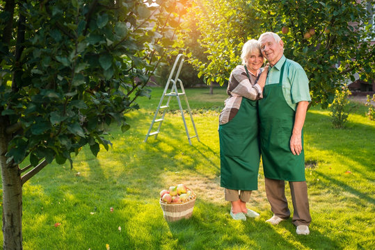 Senior couple standing on grass. Gardeners and apple basket. Spring and love.