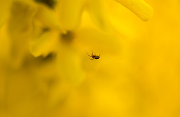 A little spider in front of yellow flowers plant , Forysthia