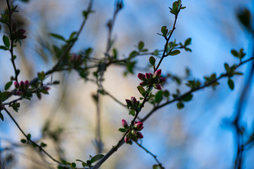 branches full of buds with the sky in background