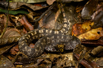 Hypnale hypnale - hump-nosed viper