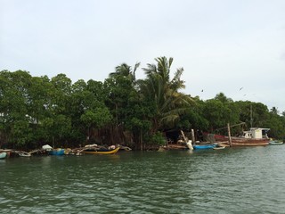 Mangroves of Sri Lanka