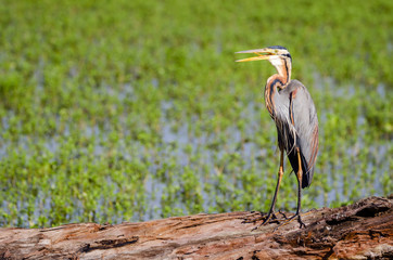Ardea purpurea - purple heron