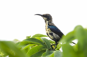 Cinnyris asiaticus - purple sunbird