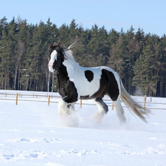 Amazing stallion of irish cob running in winter