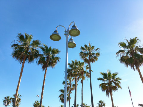 View of palm trees against sky background