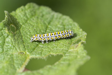 Caterpillar