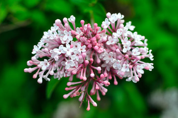 Flowers (macro with blur)
