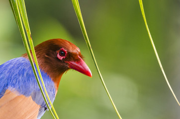 Urocissa ornata - Sri Lanka blue magpie