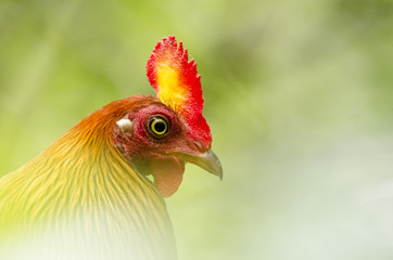 Gallus lafayettii - Sri Lankan junglefowl