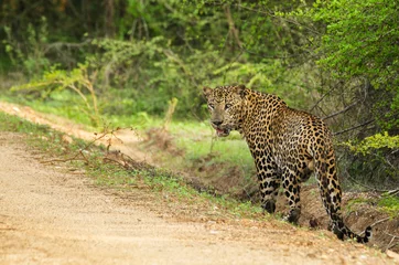 Foto op Canvas Panthera pardus kotiya - Sri Lankan leopard © Hans Debruyne