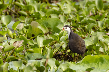 Amaurornis phoenicurus - white-breasted waterhen