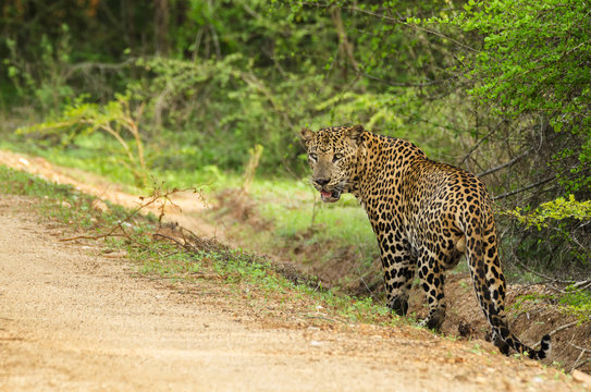Panthera pardus kotiya - Sri Lankan leopard