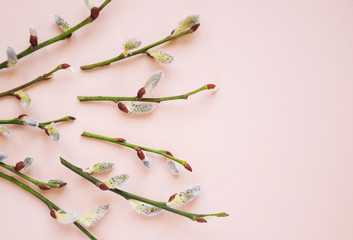 Easter background - willow branches on pastel pink background. Spring concept, flat lay, top view