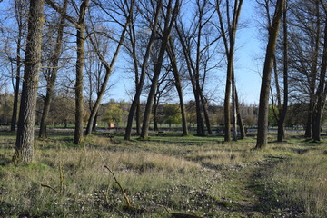 Ramas de árboles en el cielo.