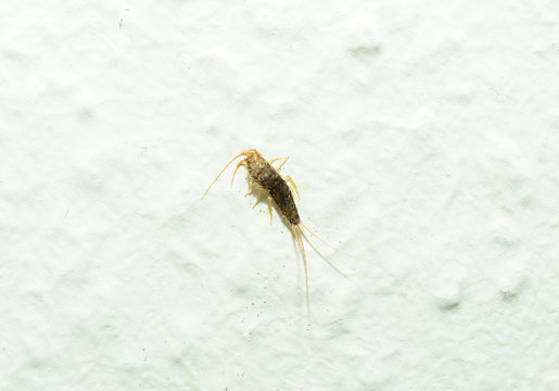 Silberfischchen