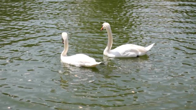 two swans swimming on the water in pond