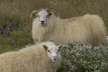Icelandic sheep