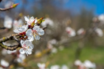 Branch of the apricot tree with white flowers in spring. Space in right