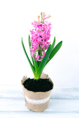 Fototapeta premium Pink hyacinth plants 