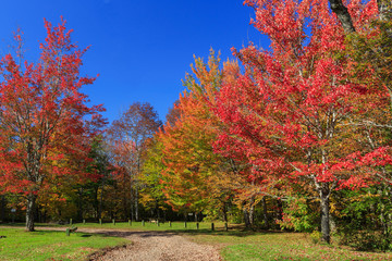 Naklejka premium Brilliant fall foliage in rural Nova Scotia, Canada.