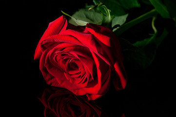 Red rose in low key shot in studio with artificial lights
