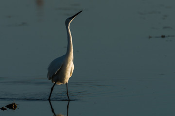 little egret