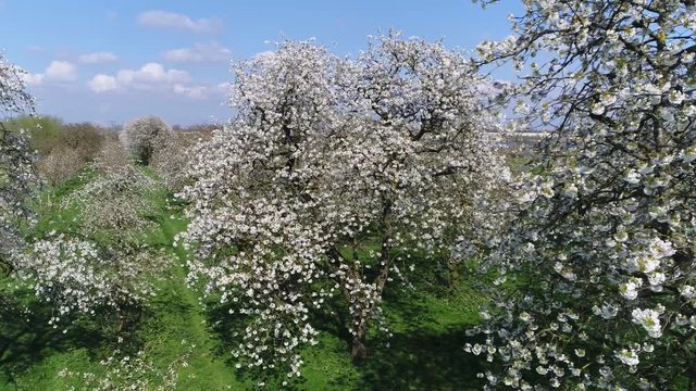 Aerial bird view flying very close past cherry blossom crown of cherry tree beautiful white blossom and below showing green grass field amazing crisp white foliage flowers growing before cherries 4k