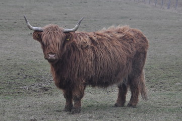 Highland Ochse