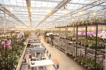 Workspace at orchid company for sorting orchids