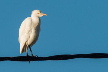 Cattle egret